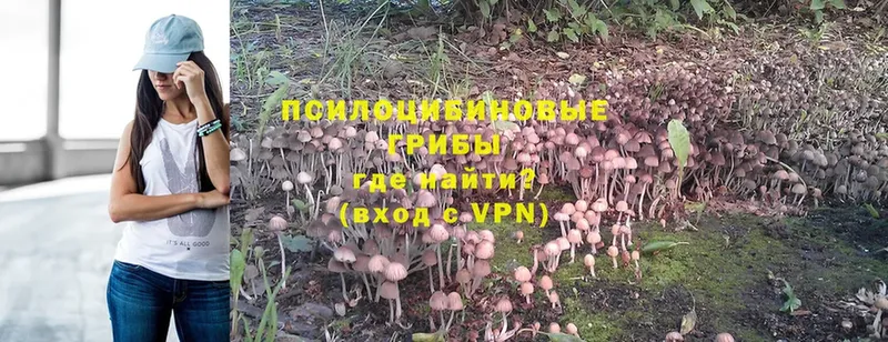 мега ССЫЛКА  Зуевка  Галлюциногенные грибы MAGIC MUSHROOMS 